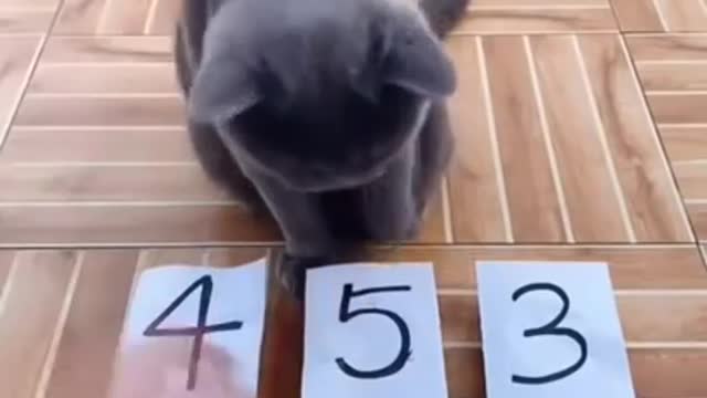 cat is very smart # shorts