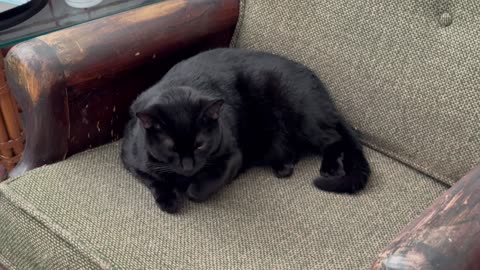 Cute Precious Piper Relaxes on the Lobby Chair - Adopting a Cat from a Shelter Vlog