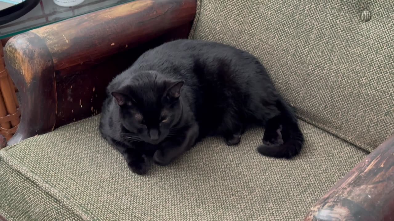 Cute Precious Piper Relaxes on the Lobby Chair - Adopting a Cat from a Shelter Vlog
