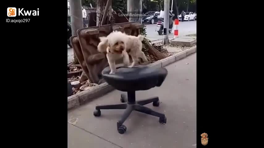 Funny cat