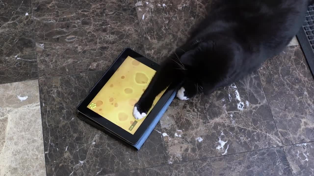 2021This Is What It Looks Like When Cats Play On An iPad (And Why They Should)