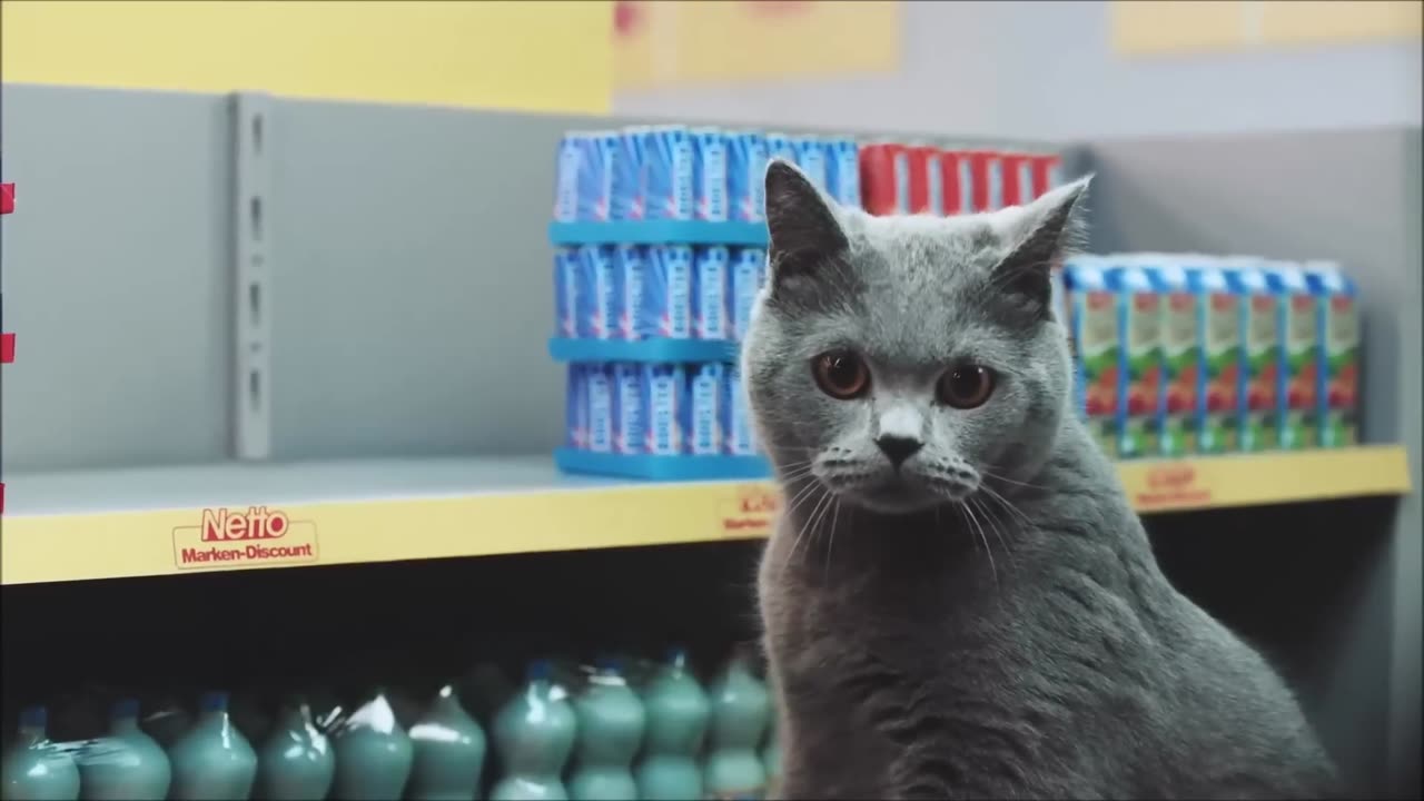 Cat Supermarket! (2016)