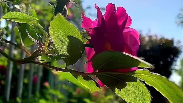 Lotus pond little red flower