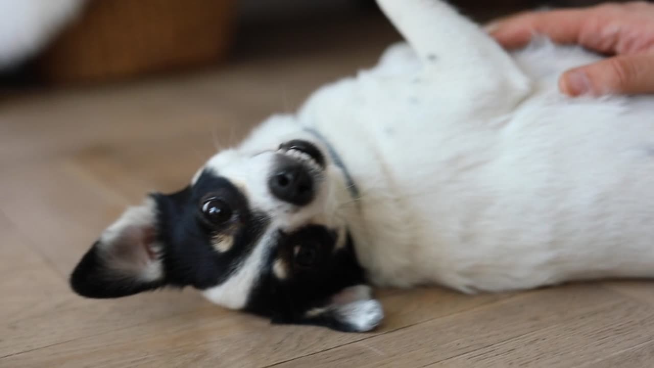 Best Animal Funny Video | So Cute Dog