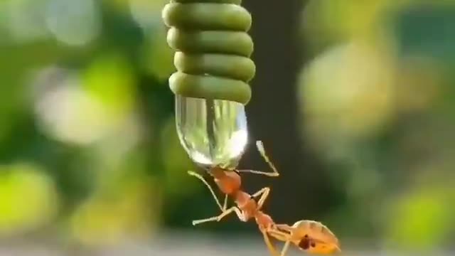 لقطة مذهلة لنملة تروي عطشها 🐜 سبحان الله