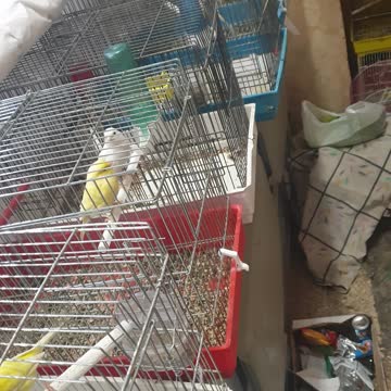 Goldfinch singing in the mating season