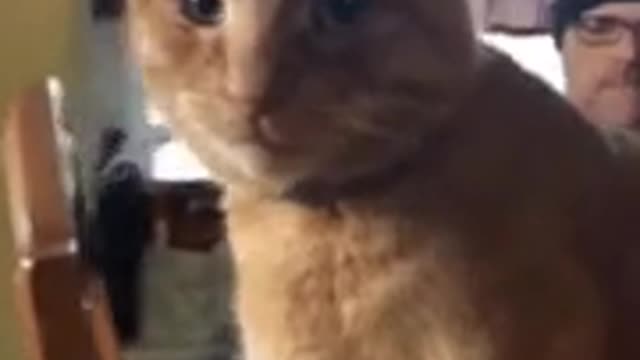 Cat sitting elegantly like a human!!