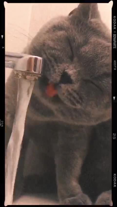 Our cat Masya drinks water only from the tap
