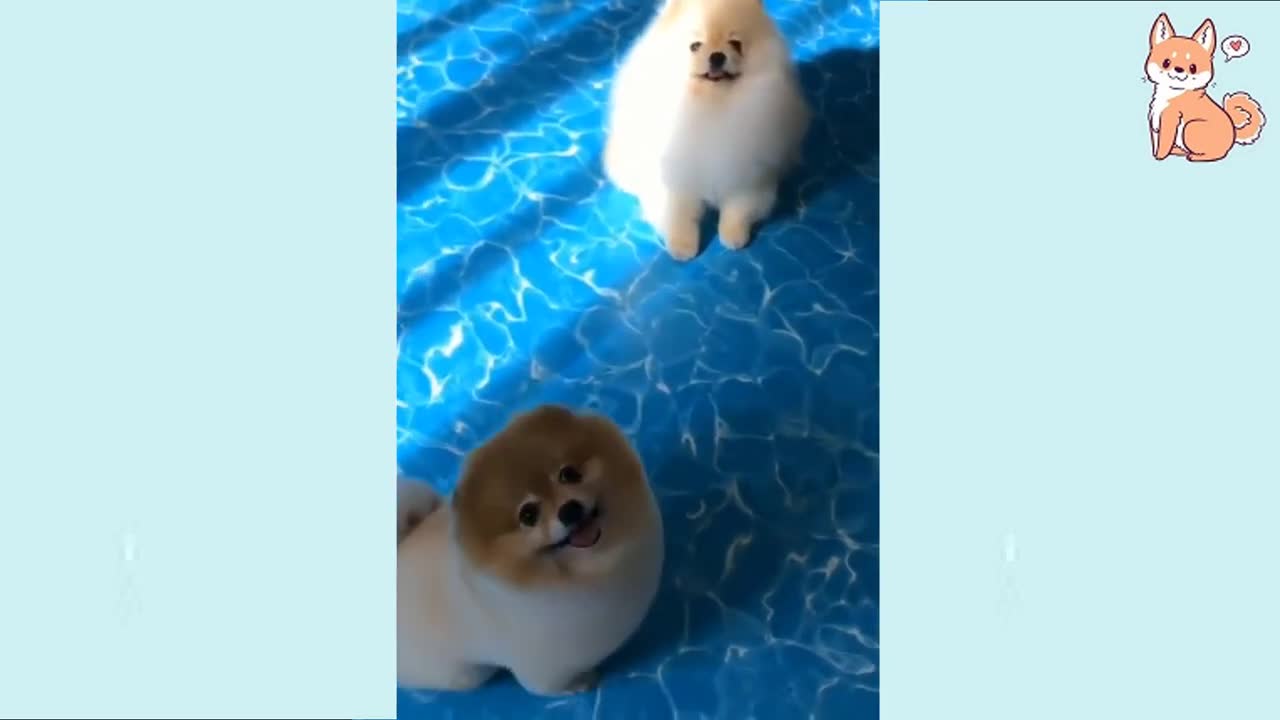 Perritos Hermosos y lindos.