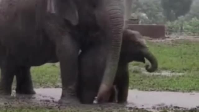 Mother elephant playing with the baby elephant