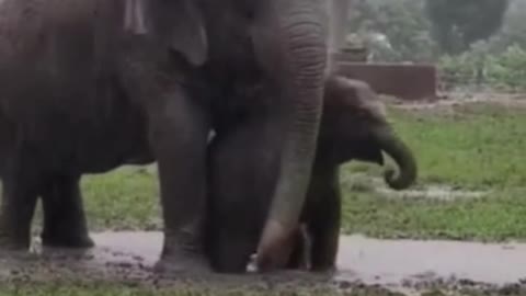 Mother elephant playing with the baby elephant