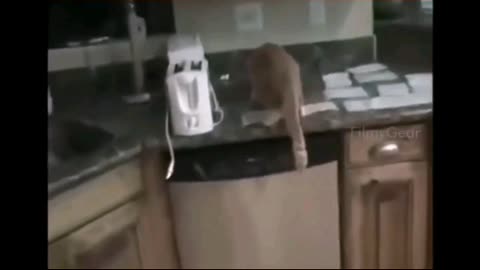 Scared cats. Funny cats. Compilation