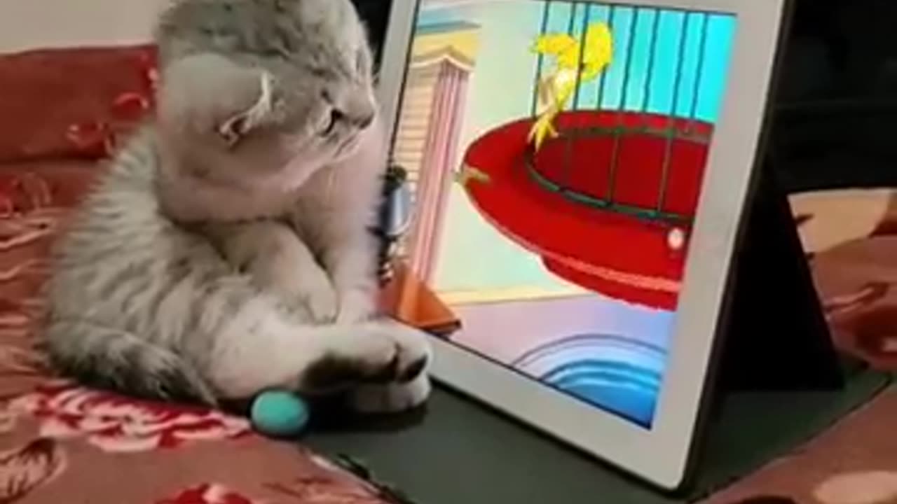 Kitty help Tom