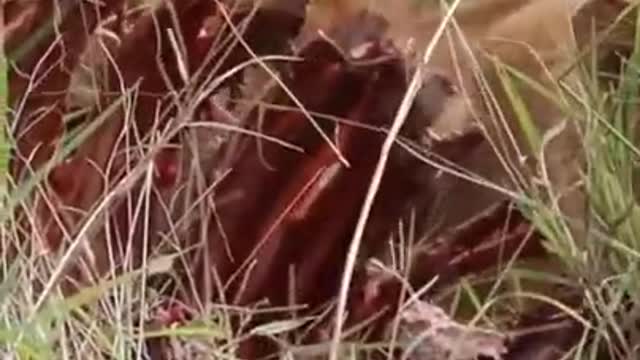 Whole herd of lions gnaws the skeleton of the buffalo..