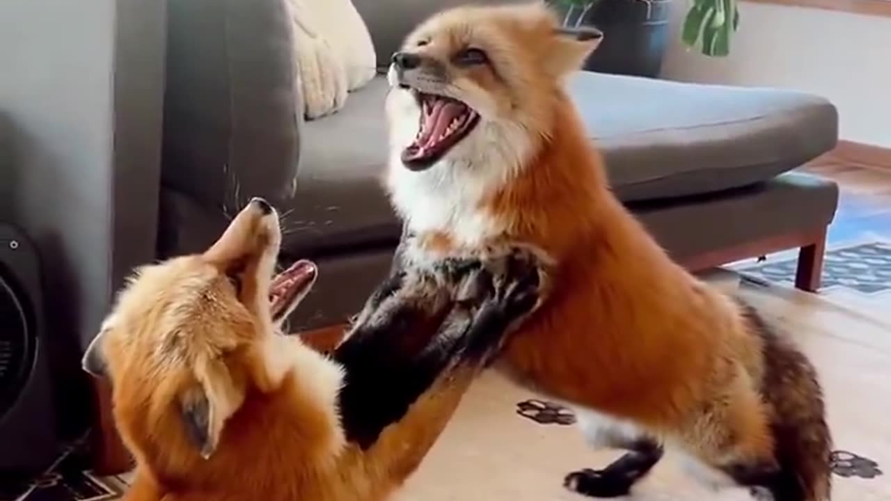 foxes are cat huskies