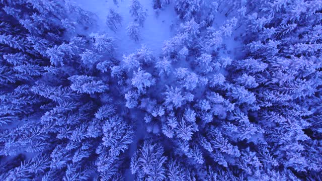 Snowy Trees Above Winter Landscape Forest Aerial 4K