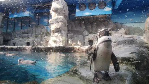 Hi, I'm a penguin and I like fish