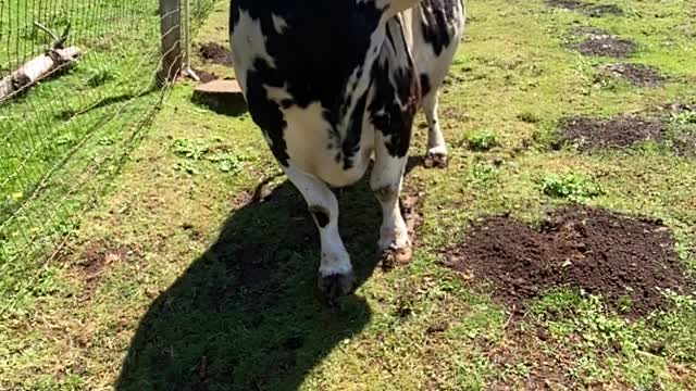 Miniature Longhorn Rescue Slides Towards Camera