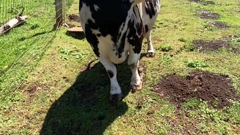 Miniature Longhorn Rescue Slides Towards Camera