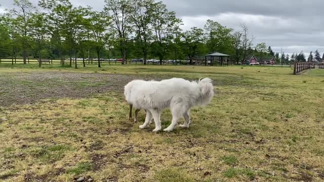 German Shepherd Attacks Pitbull [OFF LEASH DOG PARK] Part 1