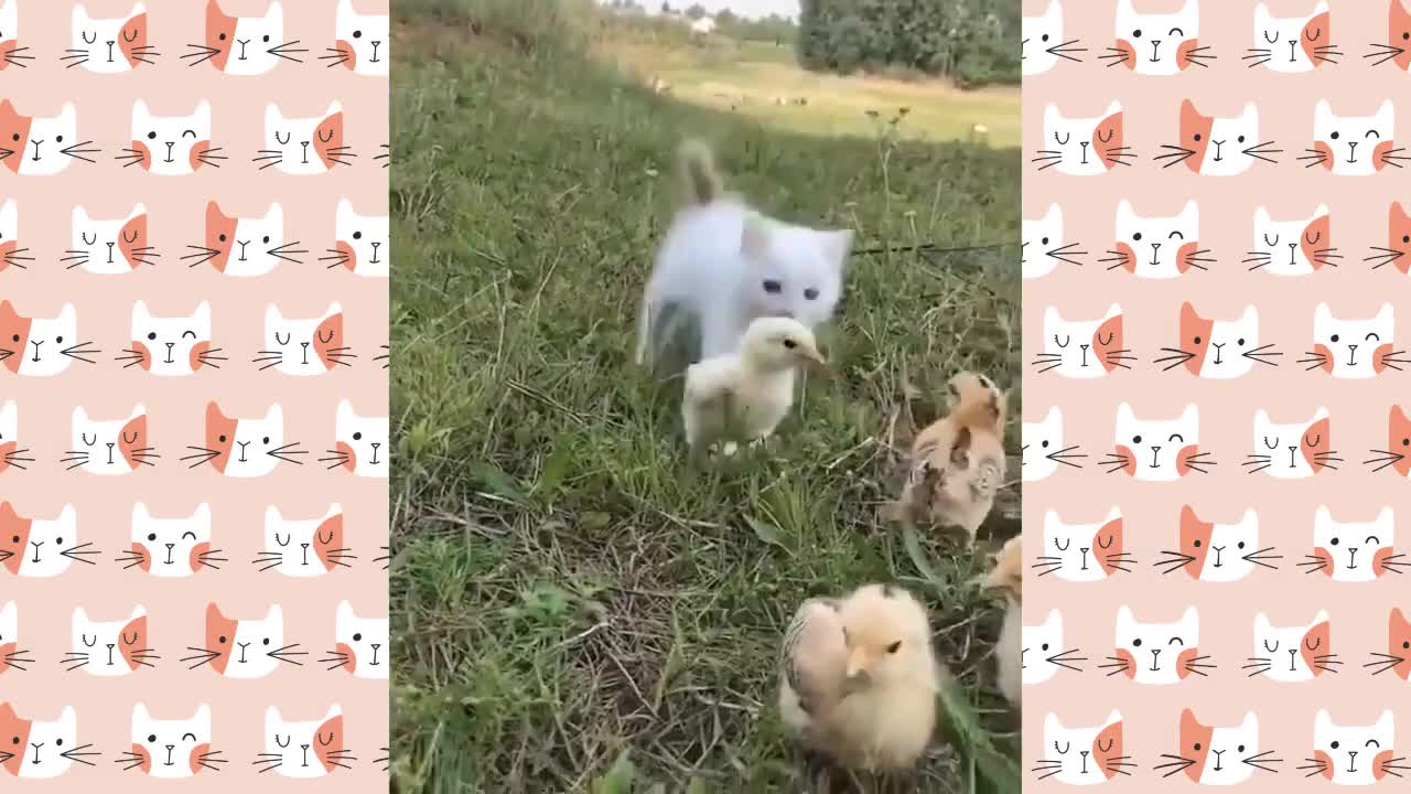 Cute and funny cat, very funny