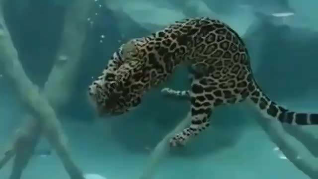 Free Stock Video For Everyone No Money - Jaguars Are Excellent Swimmers.