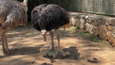 Birds ostrich wings