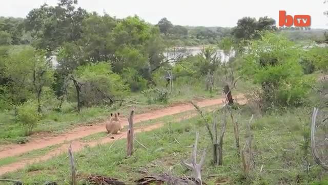 Flying Lion.Buffaloes launches preditor into the air.