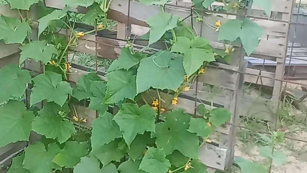 #countryLife and #gardening