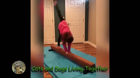 Cats and Dogs Living Together #3