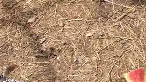 ARK OF GRACE: MEMORIAL DAY PICNIC AT THE PEN! CHICKS DIG WATERMELON!