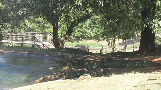 Crocodile Feeding at Crocworld - Durban, South Africa.