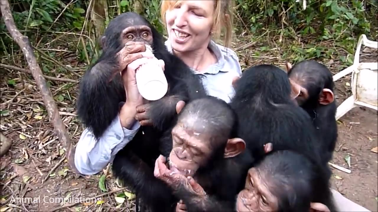 Cuddly Baby Chimpanzees - Cutest Compilation