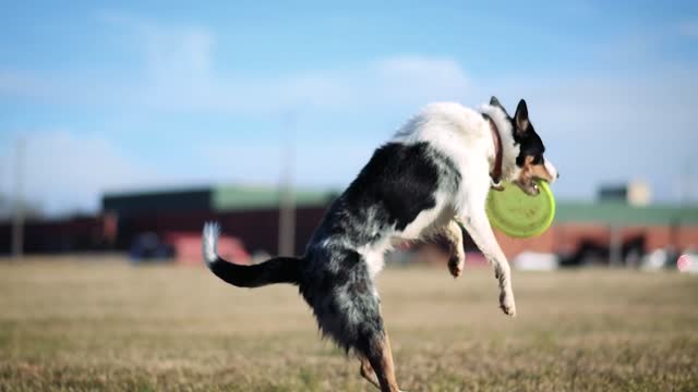 Dog...