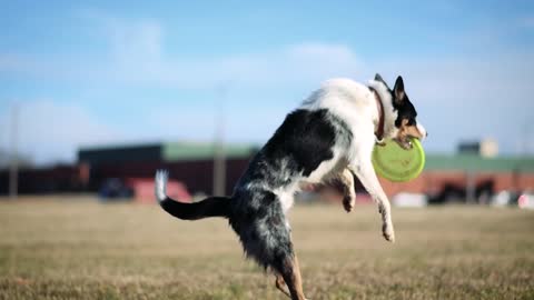 Dog...