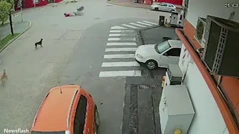 Collision between emu and biker at an intersection