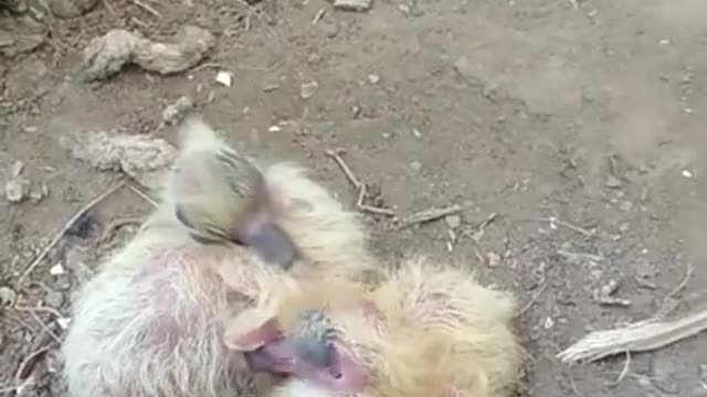New Born Ducklings