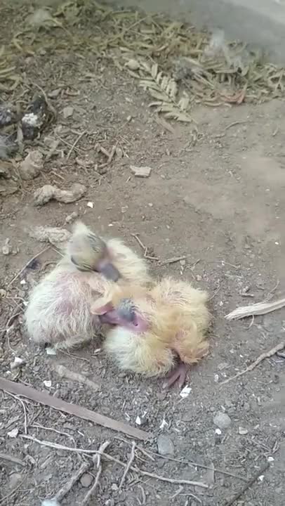 New Born Ducklings