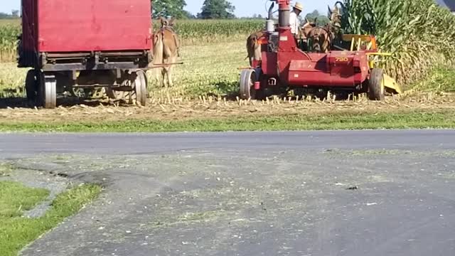 Corn Harvest Coordination