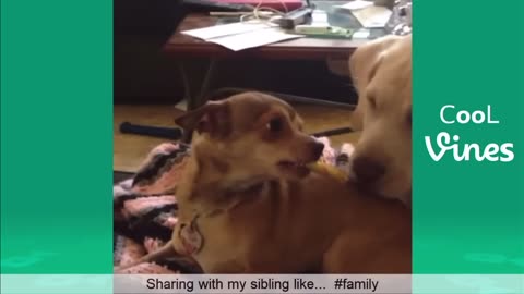 Little dog refuses to give the dog treat away’