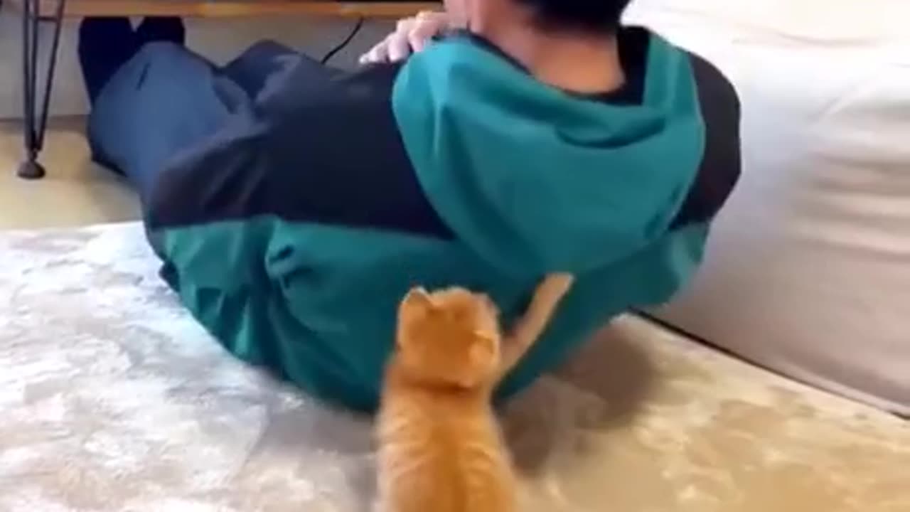 Cat Sit Ups