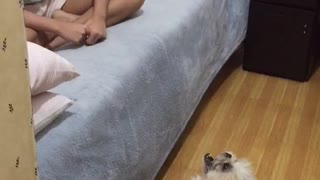 Little Girl and Shih Tzu Share Duet