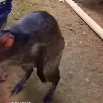 He misread the situation for sure...