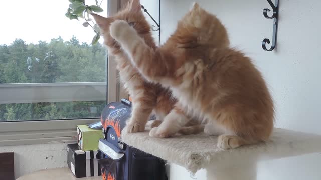 Maine Coon kittens are fighting. Disassembly of the day!