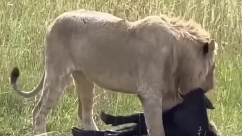 Mother Love Is The Best Love In The World! This Video Really Made Me Cry #viral #fyp #trending