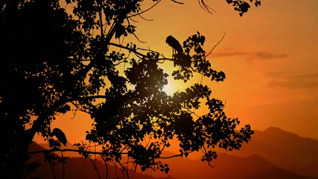 Sunset time with a wonderful view of the birds