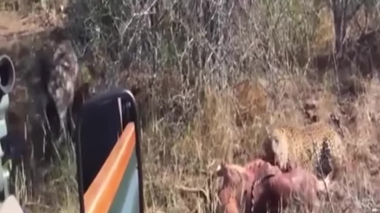 Poor old buffalo with huge tumor was torn by hyenas.