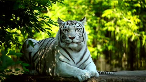 white tiger resting in the forest