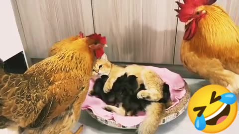 Cat 🤣 hen