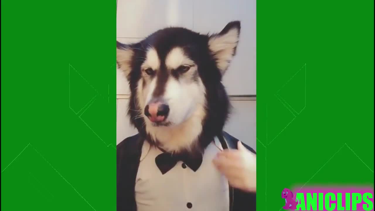 Husky- Ugly to Beautiful
